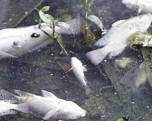 На Черкащині у водосховищі загинуло 23 тонни риби