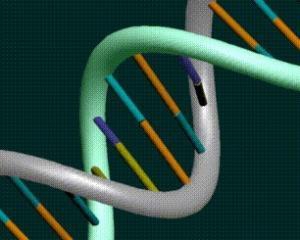 Ученые нашли ген ожирения в 16-й хромосоме