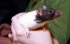 Британскую телекомпанию оштрафовали за убийство крысы