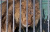 В Луганской области в покинутом зоопарке умирают звери (ФОТО)