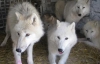 Вперше в Україну завезли полярних вовків (ФОТО)