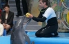 Киевских дельфинов вывезут в Крым