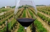 Отечественное вино подорожает через поврежденные виноградники