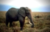 Ученые поняли, о чем разговаривают слоны