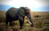Вчені зрозуміли, про що розмовляють слони