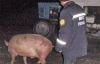 Из-за пьяного сторожа чуть не сгорело 160 свиней 