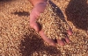 Аграрний фонд через 10 днів почне тендерні закупівлі зерна