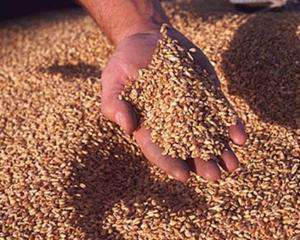 Аграрный фонд через 10 дней начнет тендерные закупки зерна