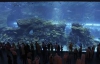 В Дубаи треснул самый большой в мире аквариум с акулами