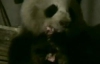 В Китае голодная дикая панда съела кости свиней
