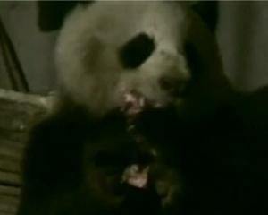В Китае голодная дикая панда съела кости свиней