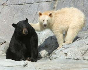 Белые медведи моложе людей