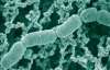В кишечнике каждого человека живет за 160 видов микроорганизмов - ученые