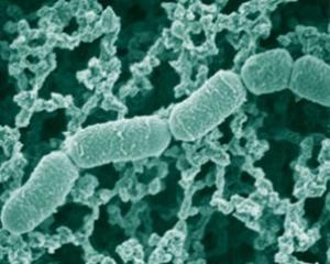 В кішківнику кожної людини живе за 160 видів мікроорганізмів - вчені