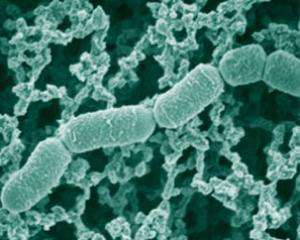 В кішківнику кожної людини живе за 160 видів мікроорганізмів - вчені