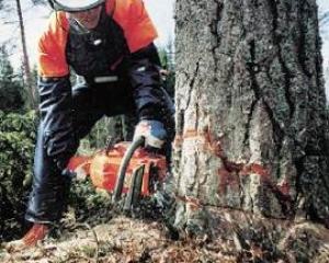 На Тернопільщині чоловіку деревом проломило голову 
