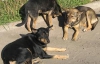 Киевляне вооружаются для борьбы со стаями бродячих собак
