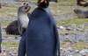 Вчені знайшли рідкісного чорного пінгвіна (ФОТО)
