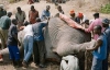 Сотни голодных зимбабвийцев съели слона (ФОТО)