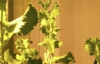 Украинские научные работники создали салат, который защищает от гриппа (ФОТО)