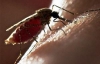 Японські біологи створили комарів, які розноситимуть вакцини