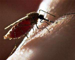 Японские биологи создали комаров, которые будут разносить вакцины