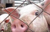 Свині з"їдають вдвоє менше кормів за новою технологією