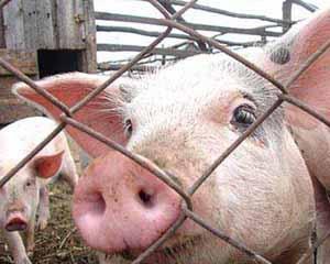 Свиньи съедают вдвое меньше кормов по новой технологии