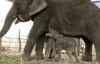 В Таиланде родились первые в мире слоны-близнецы (ВИДЕО)