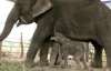 В Таїланді народилися перші в світі слони-близнюки (ВІДЕО)