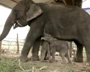 В Таиланде родились первые в мире слоны-близнецы (ВИДЕО)