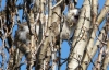 У Києві кіт чотири дні просидів на дереві (ФОТО)