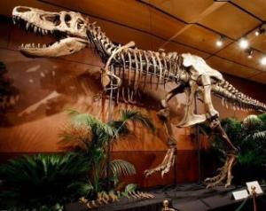 В Австралии нашли крохотного тираннозавра