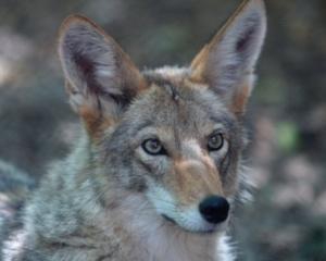 В Нью-Йорке полицейские два дня ловили дикого койота