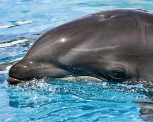 Киевский дельфинарий до конца недели закроют 