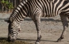 В Киевском зоопарке разбилась зебра (ФОТО) 