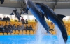 Київський дельфінарій не збирається закриватися (ФОТО)