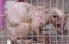 В Китае поймали лысую чупакабру (ФОТО)