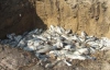 На Ровенщине массово вылавливают мертвую рыбу (ФОТО)