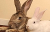 Гигантский кролик ростом выше 1 м продолжает расти (ФОТО)