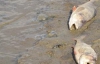 Тонни мертвої риби гниють навколо Київського моря (ФОТО)