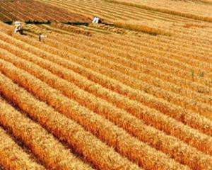 Україна не буде крупним експортером продовольчого зерна