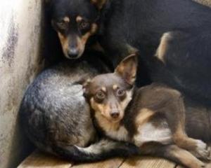 Посетителей крымского кафе кормили бездомными собаками