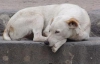 В Тернополе бездомных собак стерилизуют бесплатно