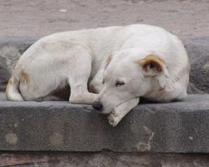 У Тернополі бездомних собак стерилізують безкоштовно