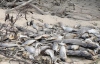 На берегах Киевского моря появились могильники сдохшей рыбы