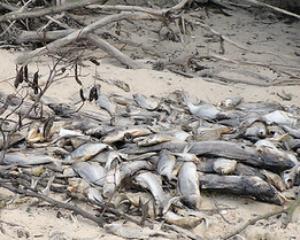 На берегах Киевского моря появились могильники сдохшей рыбы
