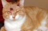 Кошка выжила после девяти пулевых ранений (ФОТО)
