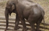 В киевском зоопарке умер самый крупный в Европе азиатский слон Бой