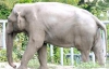 Слона Боя отруїли звільнені працівники &ndash; директор зоопарку